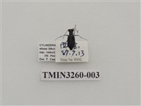 藏品(腹毛虎甲蟲)的圖片